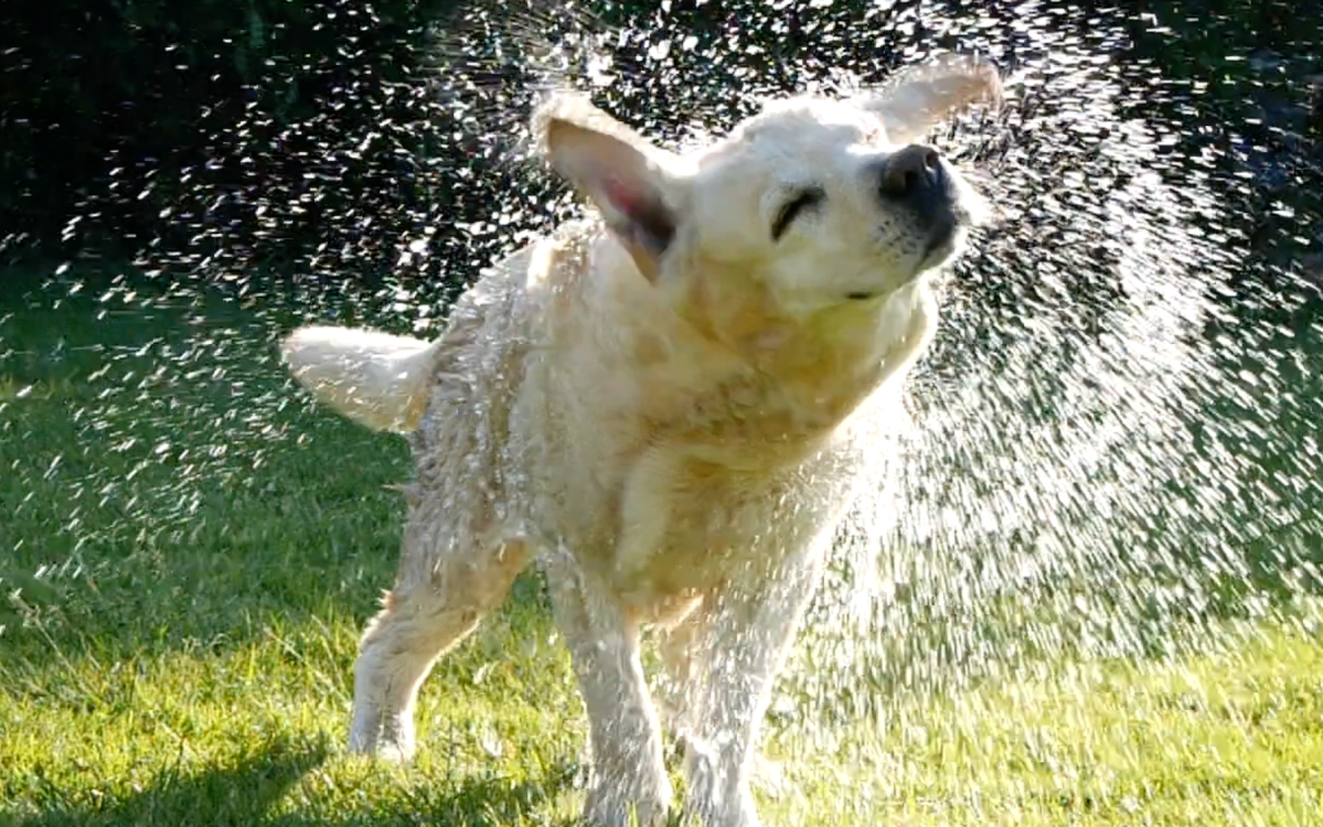 dog shaking water off